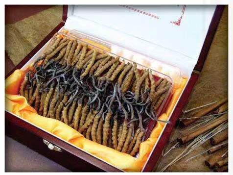 郾城冬虫夏草回收